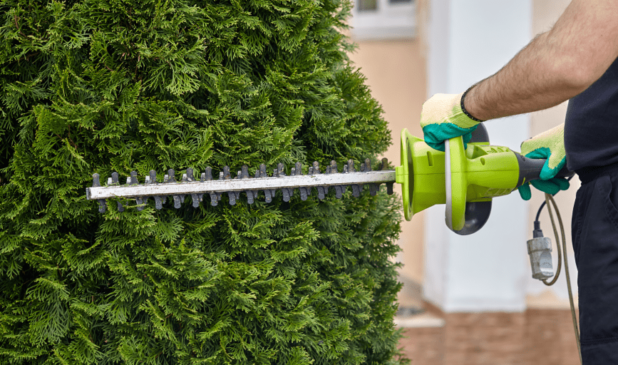 TREE SERVICES